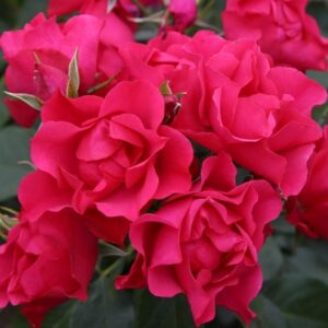 Beetrose 'Pink Forest Rose'®